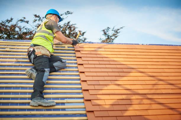 Best Roof Moss and Algae Removal  in Coalfield, TN
